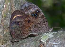 Common Wood Nymph